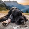 Katie the black English cocker spaniel of Hartola hurt by the bullet of a cow thief