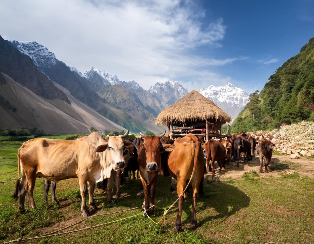 The stolen cows tied in short leash by the cow thieves