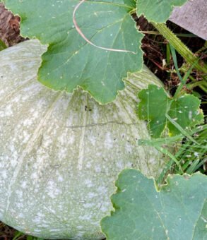 The pumpkin at Katie's Abode Hartola homestay farm