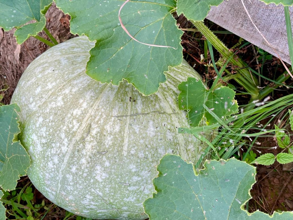 The pumpkin at Katie's Abode Hartola homestay farm
