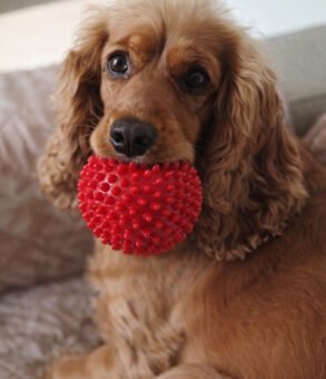 Chloe and her red ball