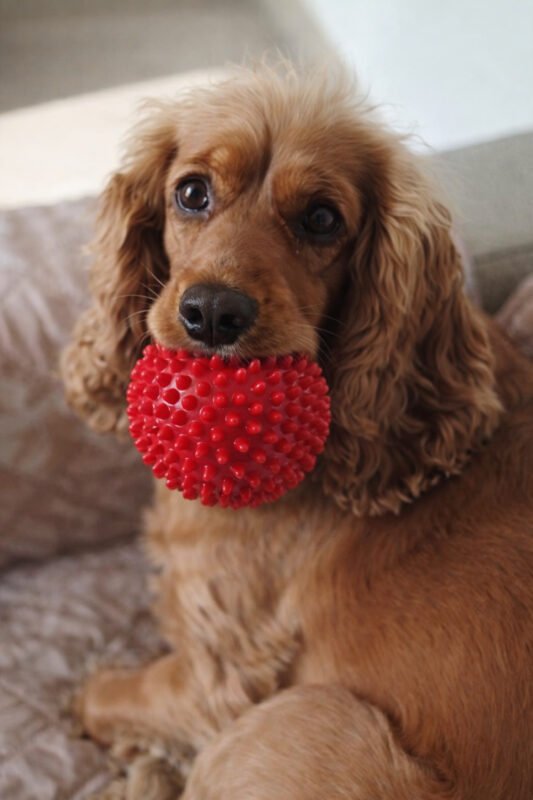 Chloe and her red ball